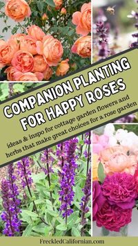 Curious what to plant around your roses? Here's some inspiration for cottage garden perennials that make great companions for roses. These plants will attract pollinators and beneficial insects, won't grow too large for your roses, and can create a whimsical scene in your backyard.