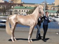 Akhal_Teke_gold_horse