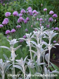 Stachys byzantina with with common chives (Allium schoenoprasum) at Hayefield.com