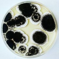 Aspergillus niger