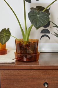 Perfectly simple, beautiful & sophisticated, this large, lightweight borosilicate glass pot with a drainage hole & saucer is handmade & features a warm amber color that is both trend-forward, chic & timeless. Fill this indoor plant pot with rocks, moss, or succulents to see the layers inside the glass. We recommend cleaning by gently wiping with a damp cloth. Sold individually Small: 4.75"W x 4"H Large: 6.25"W x 5"H