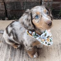 Miniature Dachshund Puppies For Sale | Dallas, TX