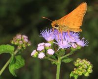 Blue Mistflower Seeds for a drift of blue flowers that Butterflies love!