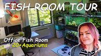 Her Office *Fish Room* will Blow you Away! 20+ Aquariums for Breeding