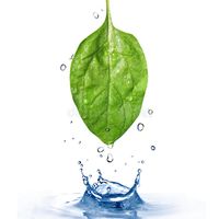 Green spinach leaf with water drops and splash. Isolated on white , #SPONSORED, #leaf, #water, #Green, #spinach, #Isolated #ad