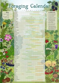 Digital Foraging Calendar Infographic Poster Herbalism Wild | Etsy