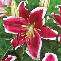 Buy Miss Marple Lily Tree | Breck's