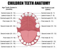 Anatomy Children Teeth Wall Decal - WallMonkeys.com – Wallmonkeys