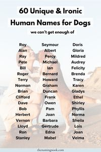 Want a funny and unique dog and puppy name? Check out 60 hilarious and cute human names fog dogs we’ll be obsessed with. If you’re looking for a cute, unique, funny, or rare dog names, this list of gunny human dog names is for you! Cute puppy names, cute names for dogs