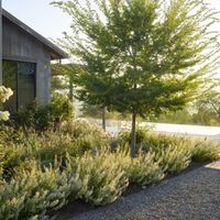 Calistoga Residence « Landezine International Landscape Award LILA