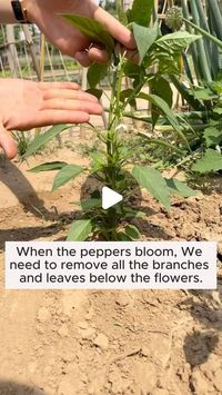 Gardening Tips on Instagram: "Why do we have to prune leaves when growing chili peppers? #gardeningfun #gardening_feature #urbangardening #gardeninguk #gardeningphoto #gardeningistherapy #gardening101 #gardeningisfun #gardeningtime #gardeningday #gardeningproblems #gardeninggoals #gardeningideas #gardeninglove #gardening4pleasure #gardeningtips #gardeningmakesmehappy"