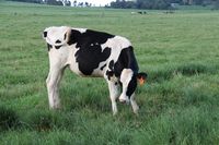 Holstein