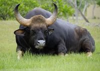 Cow...Gaur...Indian...Big Animal...Half Wild....Stomp Your Ass...Keep Your Distance...Mooooooo - Pixdaus