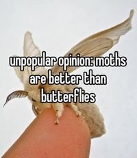 #moth #unpopularopinion #fyp #lol #mothh #zesty #why #butterfly