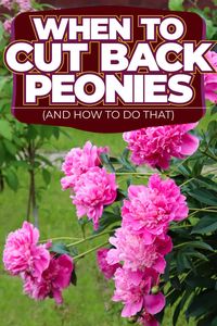 When to Cut Back Peonies (And How to Do That)?