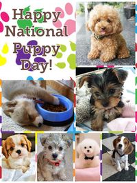 Happy National Puppy Day! March 23