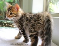 Cashmere Bengal Kittens - Healthy, Top Quality, Highly Socialized, Very Sweet and Loving, Rosetted Cashmere Kittens