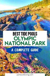 Best Tide Pools Olympic National Park: Complete Guide 2023