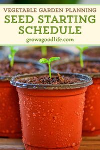 Growing a vegetable garden from seed this year? Stay organized by developing a seed-starting and planting schedule so you know when to sow seeds and transplant seedlings to the garden. #springgarden #growfood #vegetablegarden