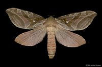 Silver-Spotted Ghost Moth (Sthenopis argenteomaculatus) - Lac Bonin, Quebec - June 14, 2013