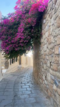 #greek #greece🇬🇷 #flowers