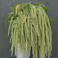 Fantastic color and texture for fresh bouquets or large containers. When dried, the blooms turn from green to a light tan color that works well in fall arrangements. Common names include amaranth and tassel flower.