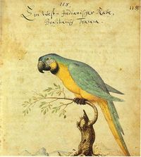 colored drawing by Caspar Schmalkalden (c.1618-c.1668)