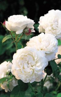 GORGEOUS; includes fragrance info!!  Sarah Raven shares her pick of roses for cutting, from the best of the pinks   to the perfect purples.