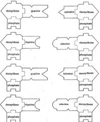 DNA & RNA Templates - Science Classroom Teacher Resources