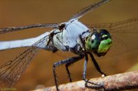 Eastern Pondhawk Dragonfly - Erythemis simplicicollis - North American Insects & Spiders