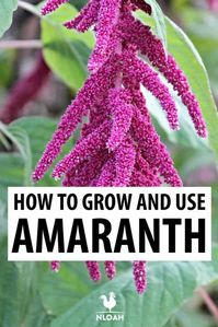 Amaranth is a superfood not many folks grow or eat. Here are all the reasons why you should do it, as well as how to grow it. #amaranth #gardening