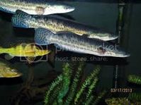 Malabar snakehead (Channa diplogramma) - Google Search