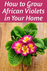 How to Grow African Violets in Your Home