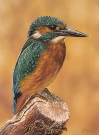 Kingfisher by pamslaats on deviantART