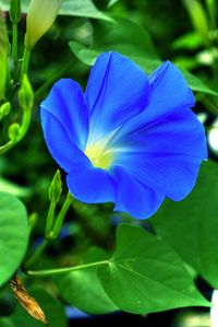 ~~Blue Power | Heavenly Blue Morning Glory by shinichiro*~~