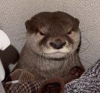 Otter looking mad