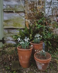 Snowdrops- East Lambrook Manor Gardens, Somerset — The Wildwood Moth