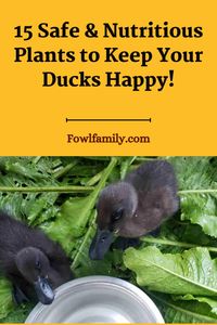 Ditch the store-bought food and create a natural buffet for your feathered friends! Discover 15 safe and nutritious aquatic plants that will keep your ducks happy and thriving! #diyduckfood #backyardpond #aquaticplants #happyducks