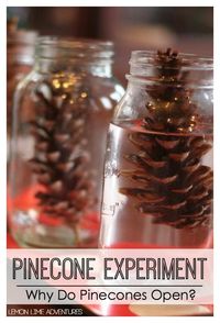 Pinecone Experiment