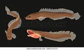 Aenigmachanna Gollum Gollum Snakehead Fish Cartoon Stock Vector (Royalty Free) 1881155173 ...