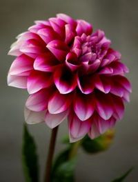 Dahlia