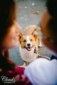 When your humans are in love Seriously, can you even handle this little nugget?! There cannot be anything cuter, nope. These two proud puppy parents brought their little corgi along on their engagement shoot, and boy oh boy did we have fun with this little sweetie. When our pups become such an important part of our lives, why not include them in your pictures? Summer engagement in Old Towne Orange, CA. • • • • • • www.LoveCloud9.com⠀ #LoveCloud9 #Cloud9Brea #Cloud9Photography