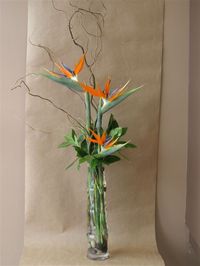 Bird of Paradise Boutonnieres | Tall_glass_bamboo_vase_with_birds_of_paradise_curly_willow_branches ...