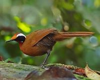 Malaysian Rail Babbler