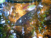 tilapia- aquaponics