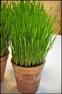 Simple Details: wheat grass...it's time