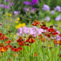 Best Garden Plants For Year-Round Colour - Flowers All Year Round