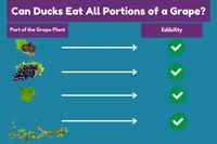 Can Ducks Eat All Portions of a Grape?