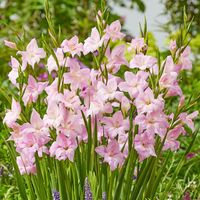 Charming Lady Hardy Gladiolus