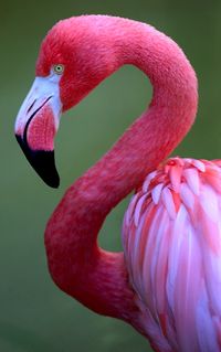 Pink Flamingo | Pink Flamingo, San Diego Zoo, California, 20… | Chris | Flickr